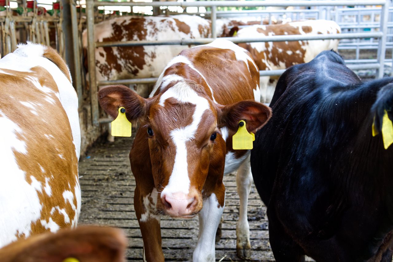 Close-up of a brown and white dairy cow in a livestock farm pen with ear tags.