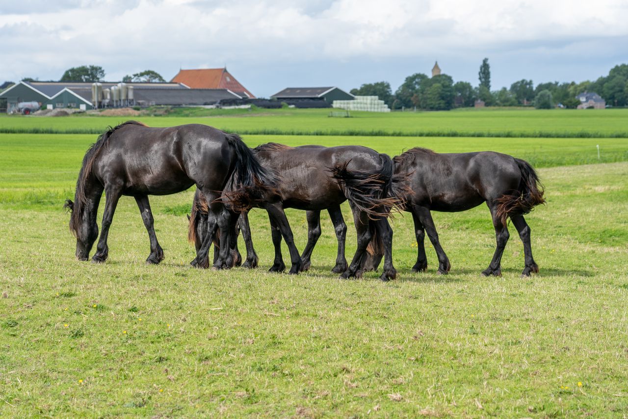 Four beautiful black horses grazing in a verdant countryside field on a sunny day.