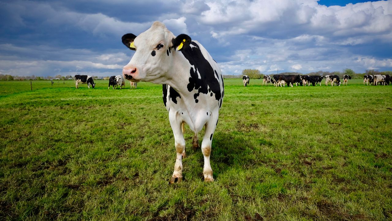 Holstein Friesian cow standing in a lush Dutch field under a cloudy sky.