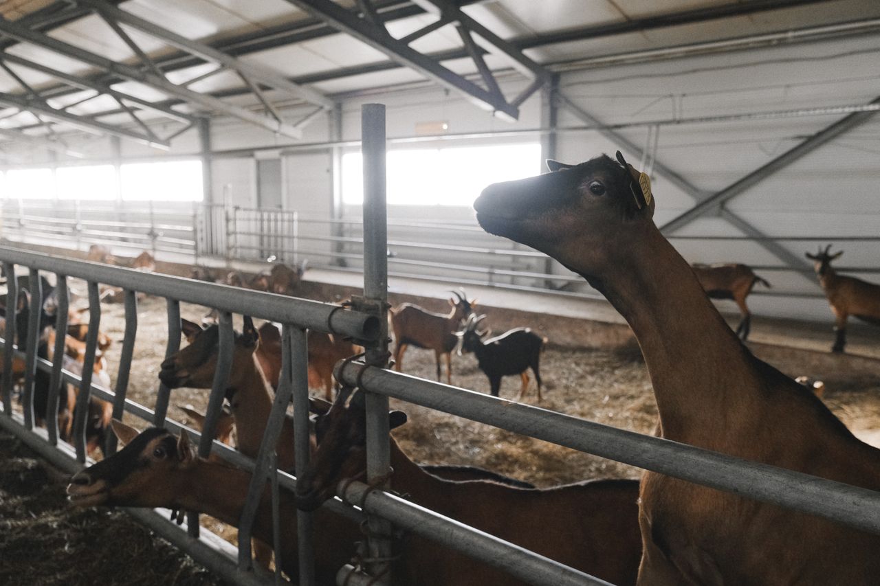 A group of goats in a modern indoor farm setting, showcasing livestock management.